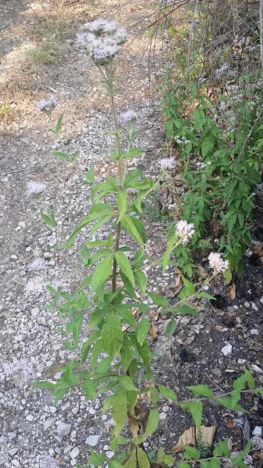 Eupatorium cannabinum